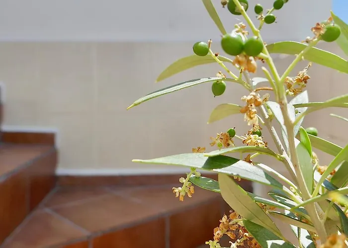 度假居 Escape To A Terrace Over Tavira's History